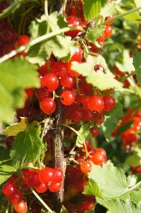 Redcurrant