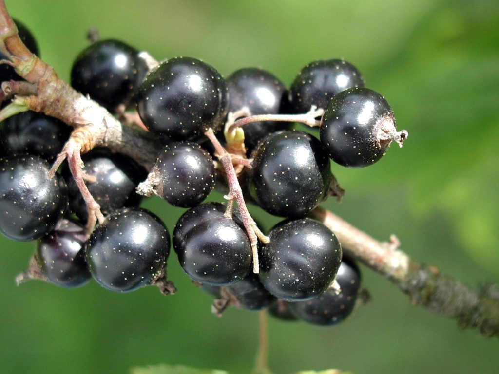 blackcurrents