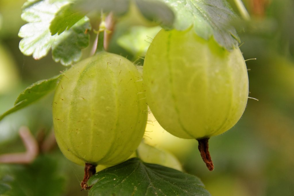 Gooseberries / Gooseberry