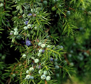 juniper berries for making Gin