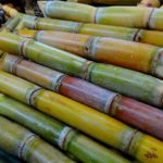 Sugar Cane