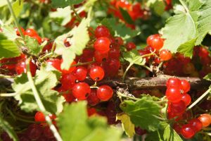 red currants