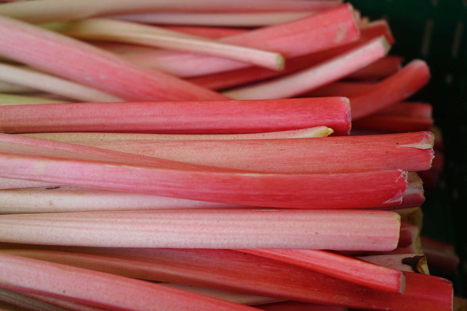 Pink Rhubarb
